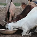 Family Farm
