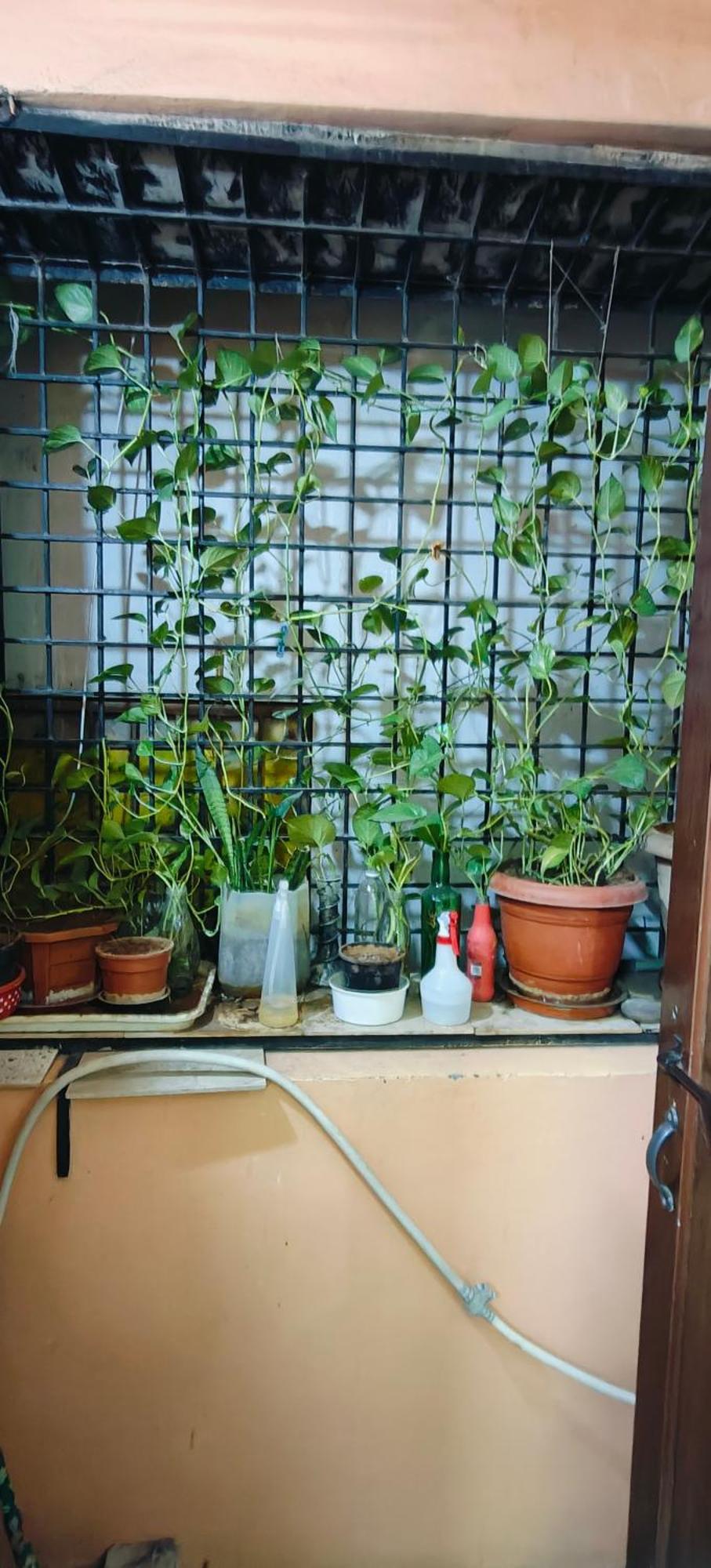 Rani's Nest *