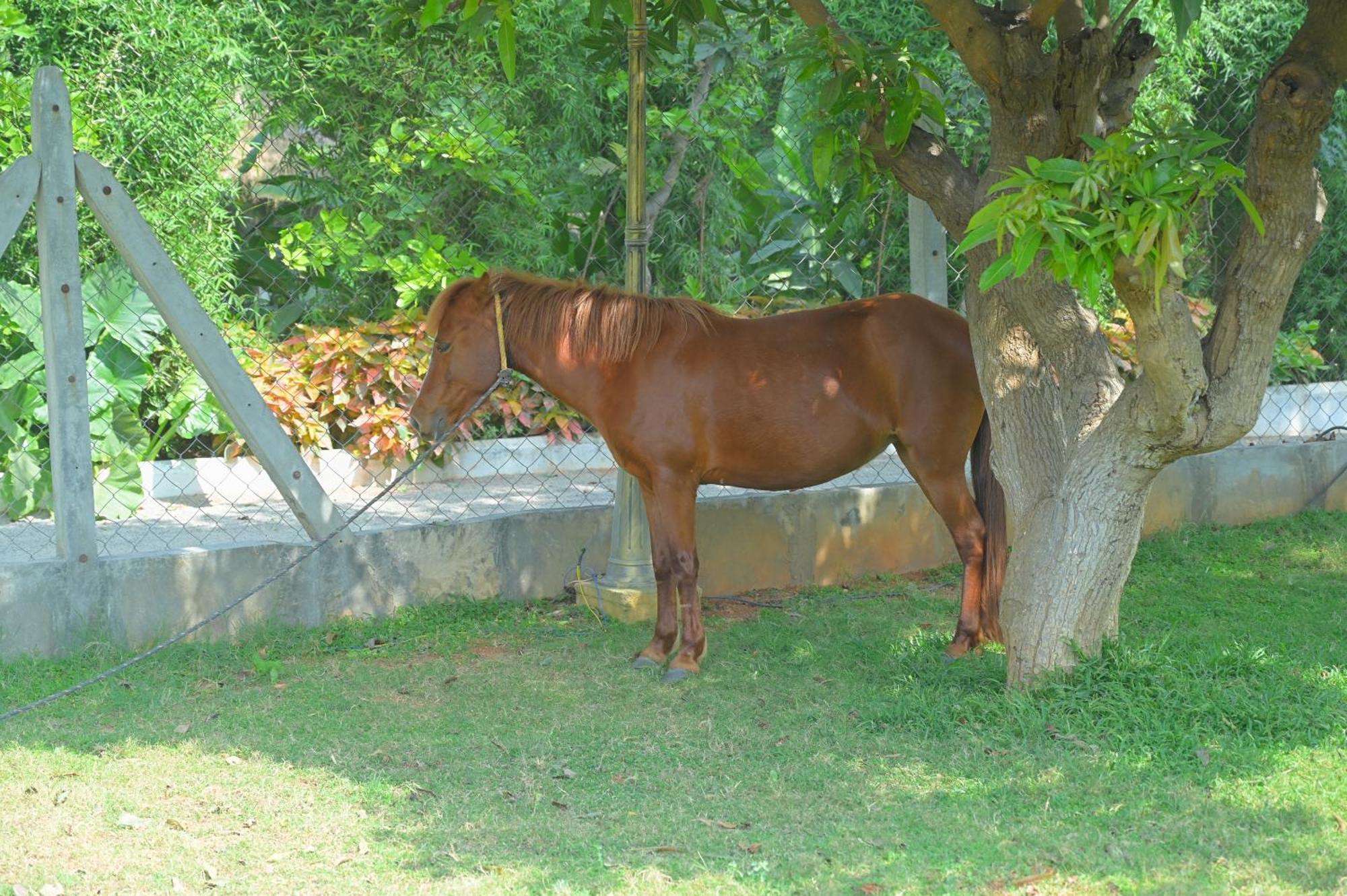 Resort Farm - Shamirpet, Hyderabad