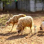 Farm Stay Resort - Shamirpet, Hyderabad