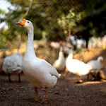 Farm Stay Resort - Shamirpet, Hyderabad