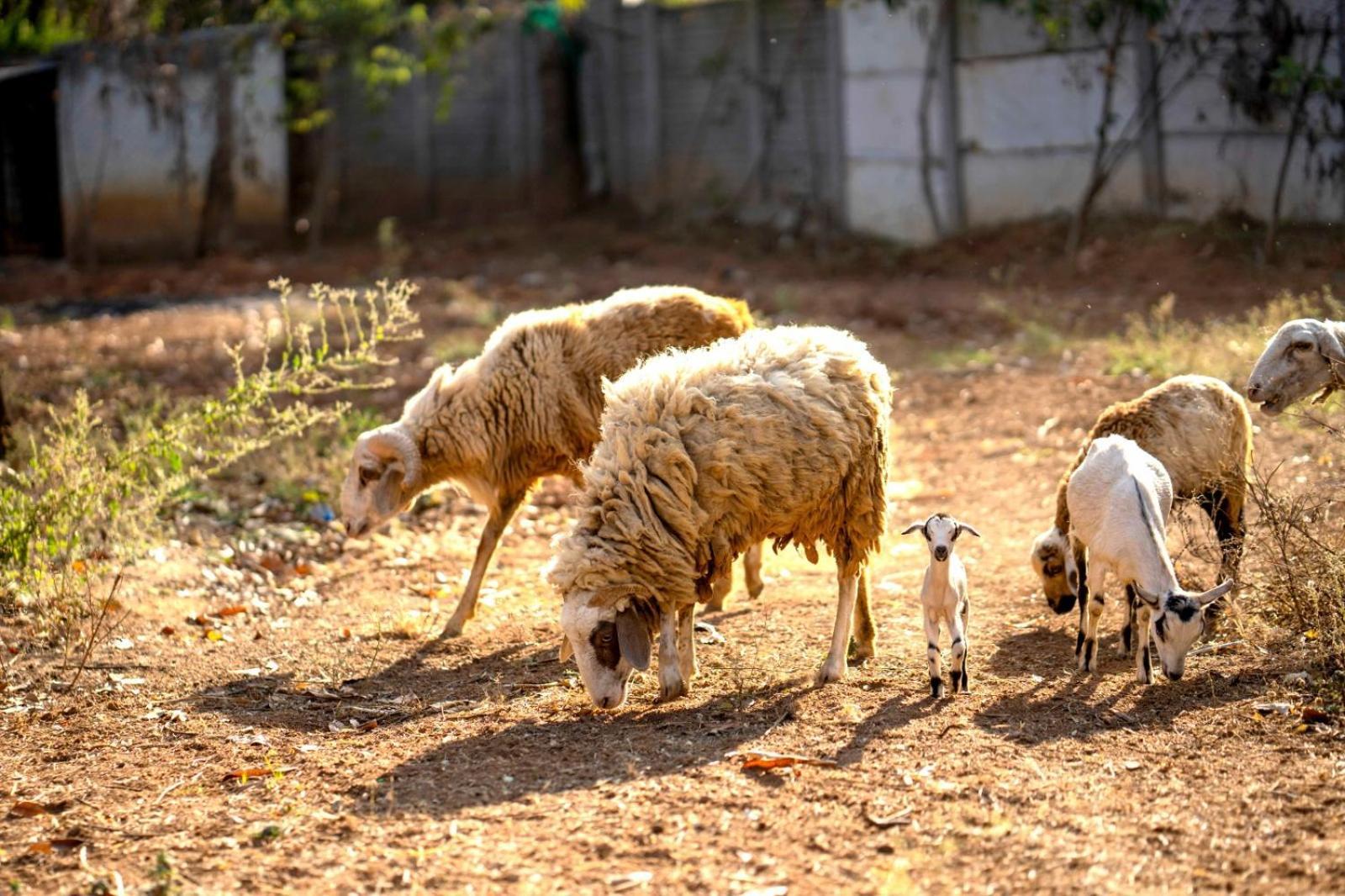Farm - Shamirpet, Resort *