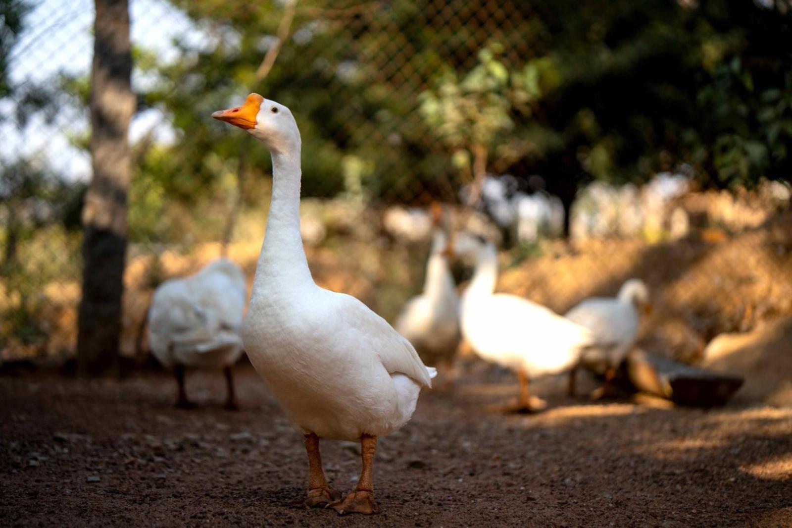 Resort Farm - Shamirpet, *