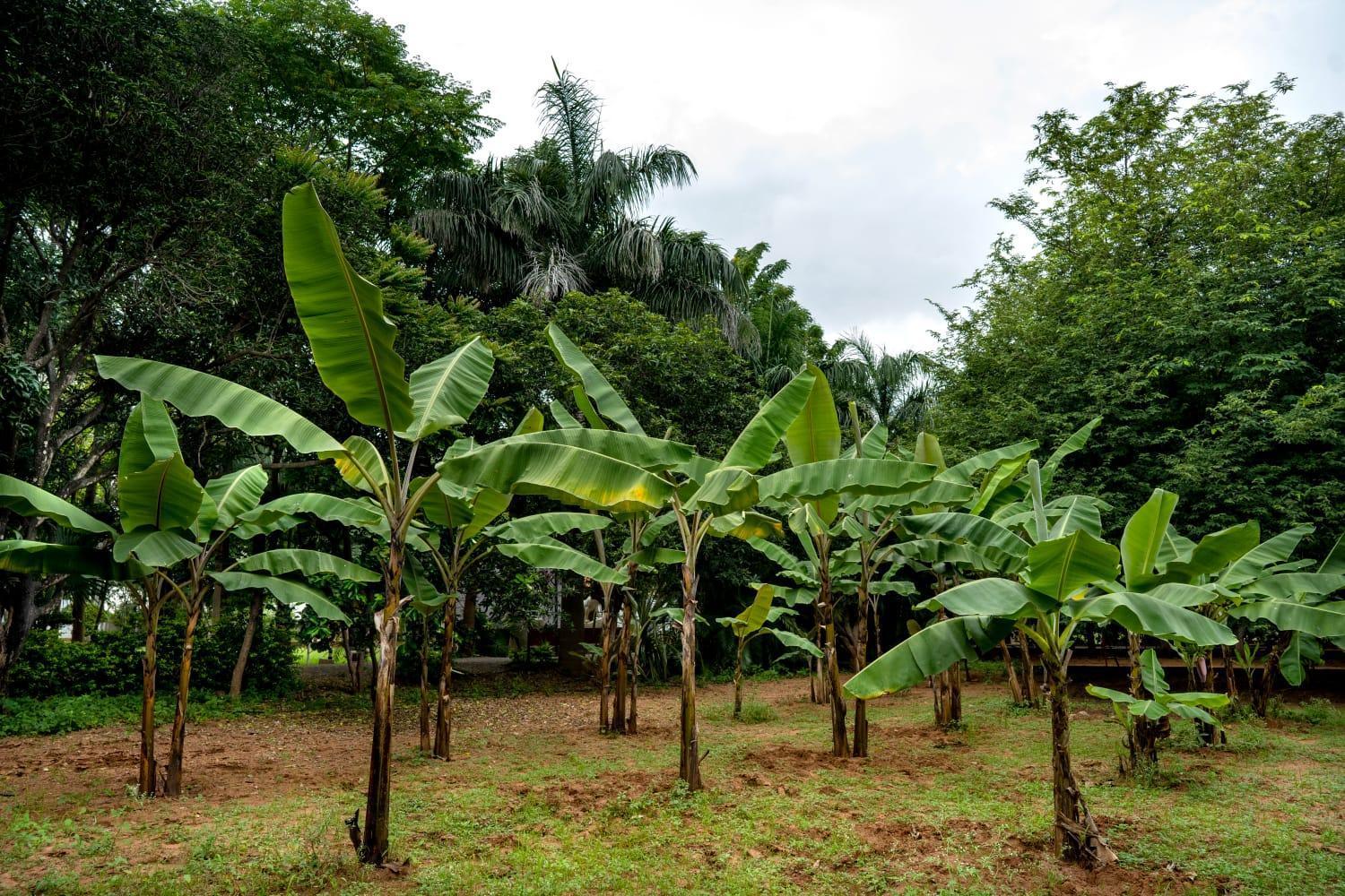 Farm - Shamirpet, *