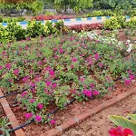 Lakshmi Tanuja Farms