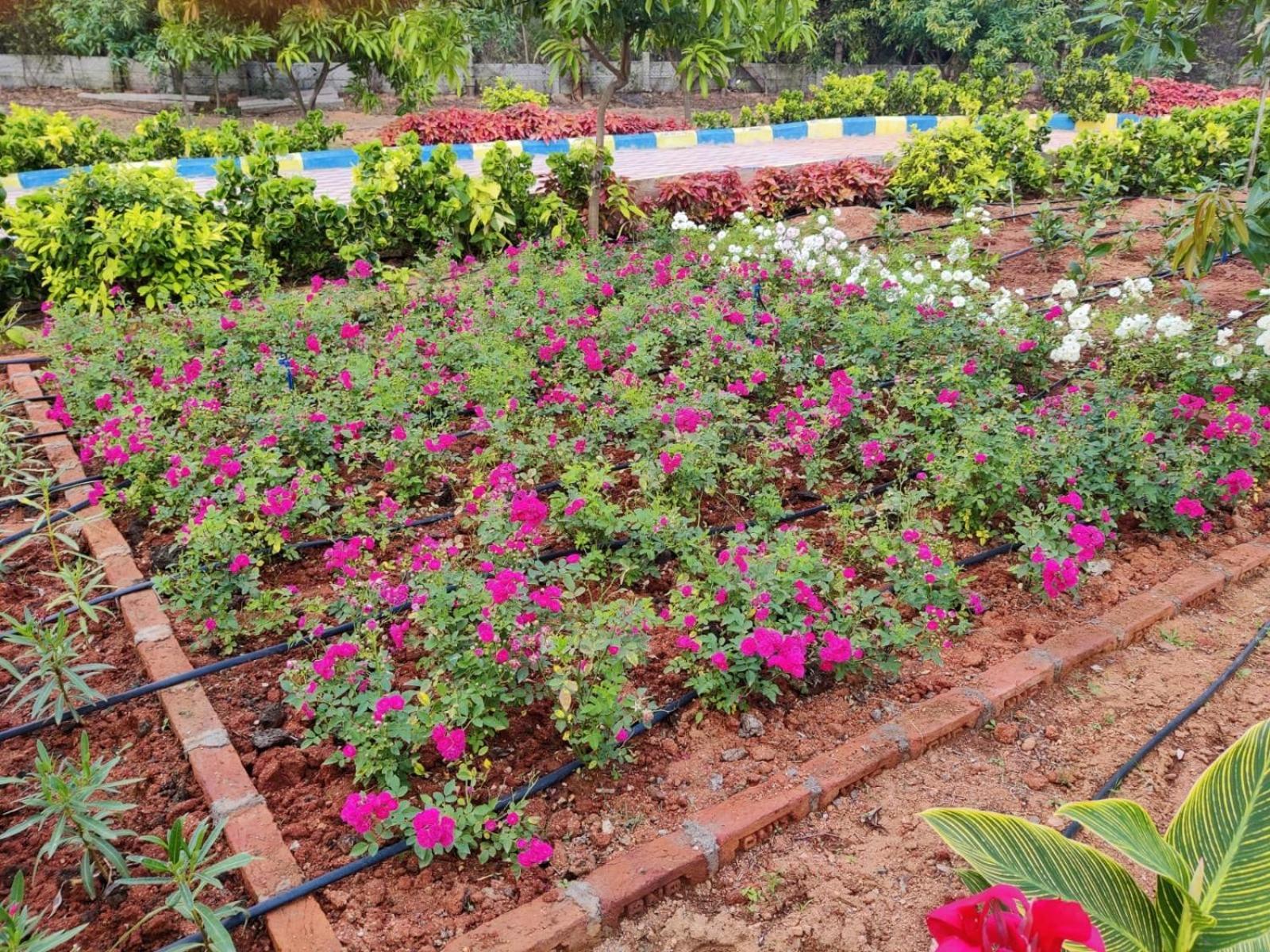 Lakshmi Tanuja Farms