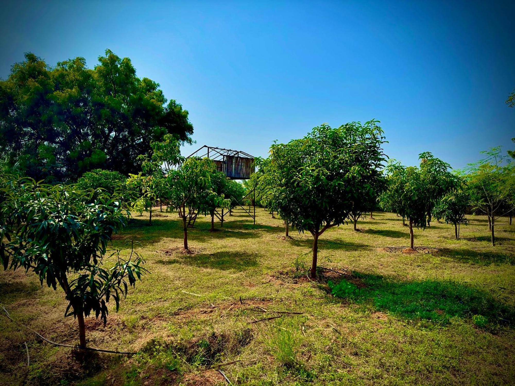 Mangohut Pool Holiday home Hyderabad